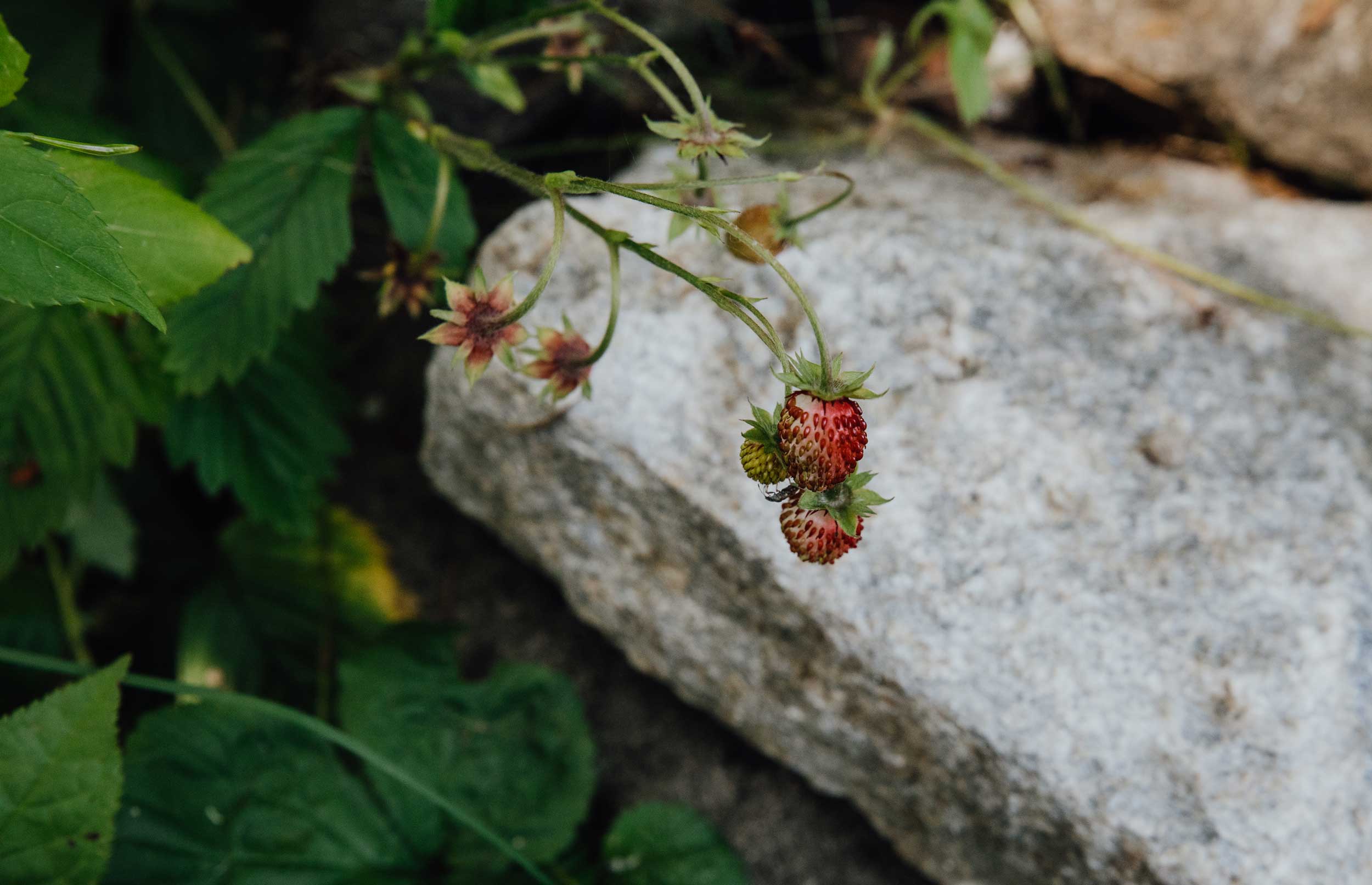 frische erdbeeren wachsen im garten, dahinter eine natursteinplatte