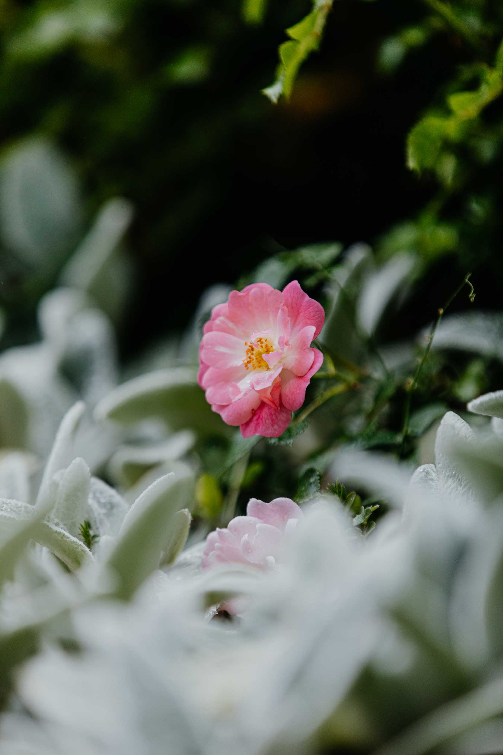 eine blume mit rosa blüten im garten