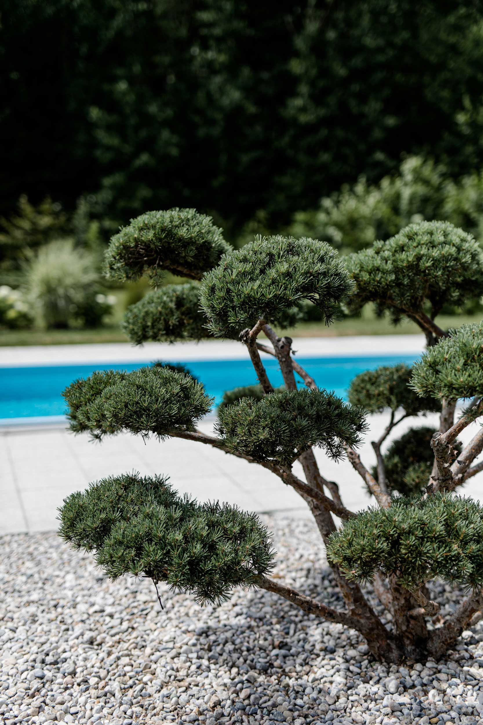 bonsai im beet aus kieselsteinen, dahinter ein swimming pool mit blauem wasser